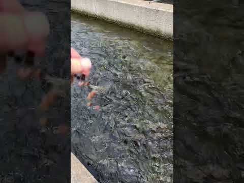 Feeding The Fish Tn, Tellico Trout Hatchery