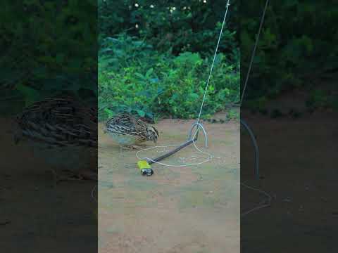 Build Quick Effective Unique Quail Trap #shorts #techniqueuniquetrap #shortvideo