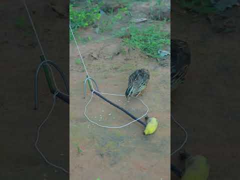 Amazing Create Simple Quail Trap With Banana #shortvideo #techniqueuniquetrap #youtubeshorts