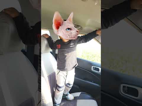 My Friend Cat 😂 #funny #comedy #catfunny #cat #funnyanimal #viralvideo #shorts