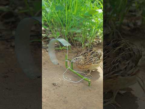 Sustainable Quail Trapping #youtubeshorts #birds #shortsviral