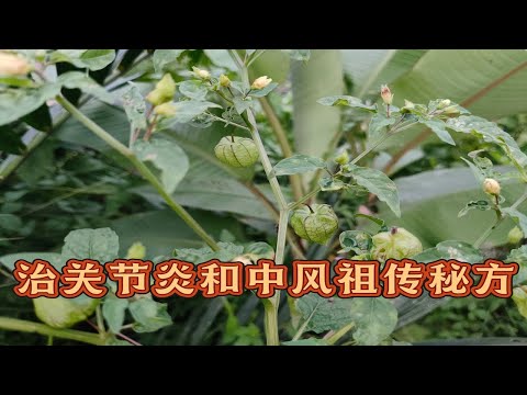 不容错过,灯笼草治中风和关节炎神秘秘方大公开.