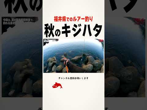 福井県で秋のキジハタ釣り #キジハタ #根魚 #アコウ #fishing #ヤマガブランクス #アーリー99ml #福井県 #若狭湾 #日本海 #釣り