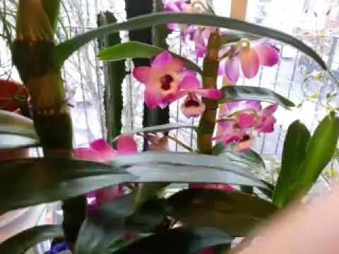 Orchid garden on winter Pei(2)