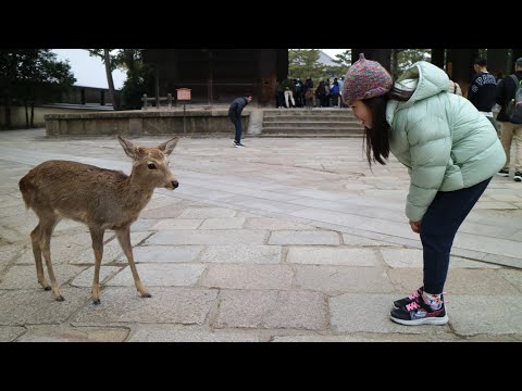 奈良公園餵鹿體驗（鹿太多小孩從開心到驚恐），壯觀的奈良東大寺與興福寺（兩個世界遺產紀行 ）2025.02.28