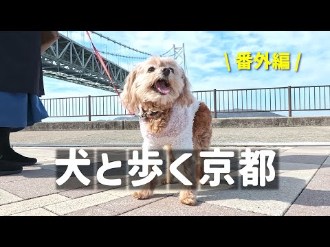 Shooting video of Lucky,-chan, a Maltipoo, on the Akashi Kaikyo Bridge!/Maiko Park in Hyogo Pref.