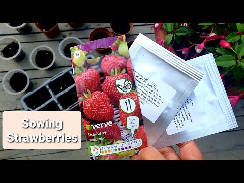 Getting strawberry seeds to germinate in November 🍓🍓 with RESULTS