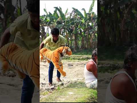 TOP FUNNIEST FAKE TIGER IN BRAZIL 🤓 Part-15 #shorts #trending #funny #comedy #tiktok #pranks