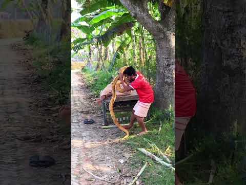 KING COBRA SNAKE PRANK ON GRANDPA ! FURTI FUN TV #shorts #gadgets