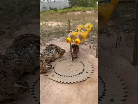 Really creative diy quail trap using paper and cans #shorts