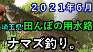 埼玉県【田んぼの用水路】でナマズ釣り。２０２１年６月！！