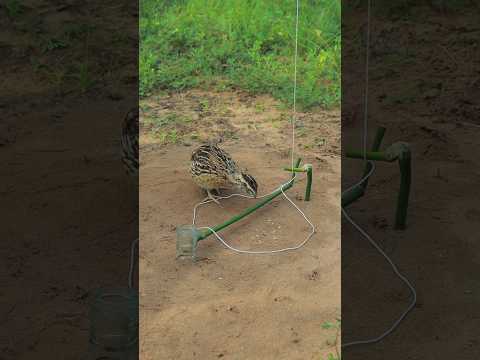 Simple idea and useful with quail trap technique #animaltrap #shortvideo #ytshorts