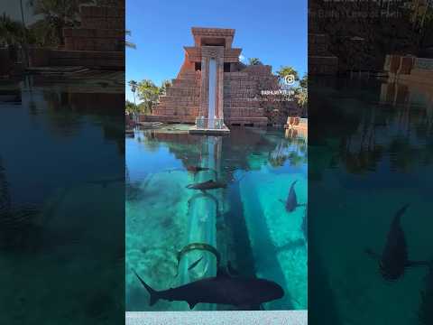 😱 I TOOK the #leapoffaith 60ft vertical drop through a tunnel submerged in a shark lagoon #atlantis