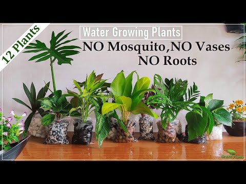 How to Grow 10 Plants in Water without mosquitoes | Water Garden -Water Growing Plants//GREEN PLANTS