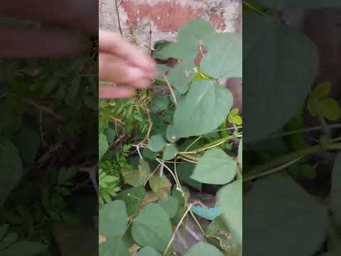 #Summer season plant🌱 # shorts video # trending shorts video # reels # 🌿🌿