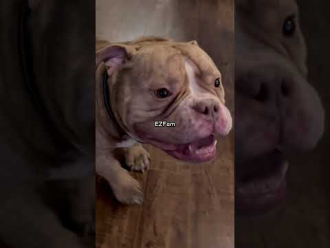 POV: You have two bullies in the house. #americanbully #zola #funnydogvideos #funnyvideos #dogs