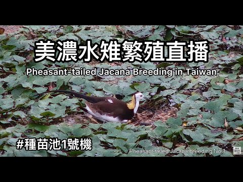 2025『1號機 - 種苗池巢位』台灣高雄美濃湖水雉生態直播 Pheasant-tailed Jacana breeding in Taiwan レンカクの繁殖