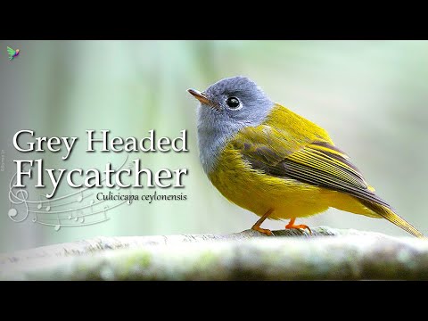 Grey Headed Canary Flycatcher Singing - Nature Sounds