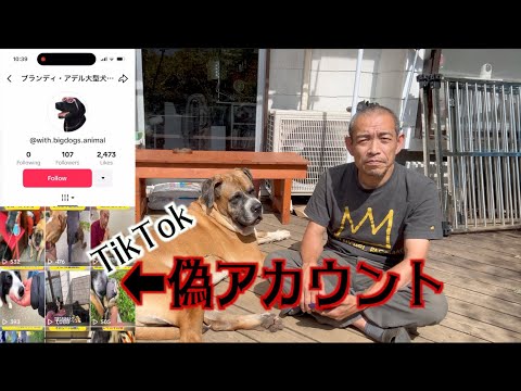 TikTokに偽アカウント作られました