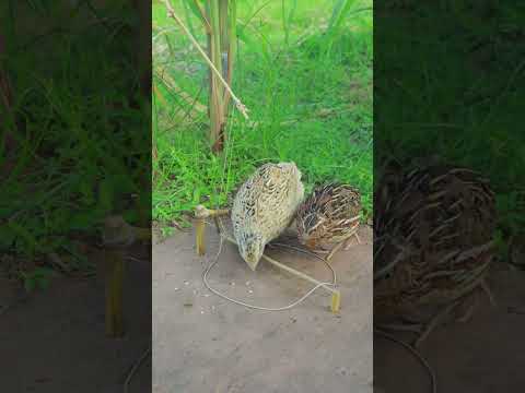 Wow Amazing Creative Quail Bird Traps #shorts #shortsviral #ytshorts