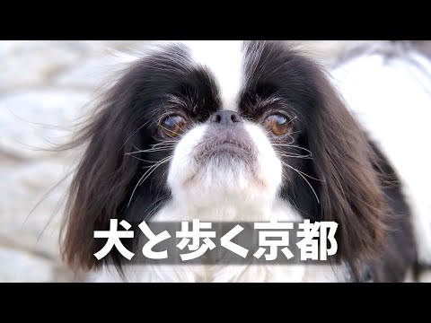 Kyoto🐕Walking around Demachiyanagi & Hyakumanben with a Japanese Pekinese/#kyotovlog/#kyoto