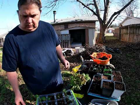 Uppotting the Lettuce