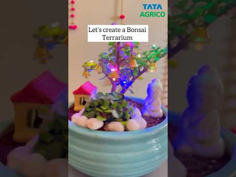 Let’s create a Bonsai terrarium #plants #bonsai #ytshortsvideo #shortsindia #diwali #festive #short