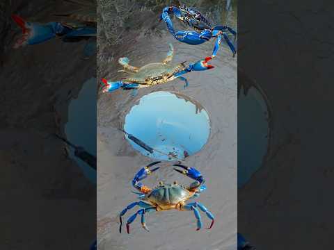 The mother and daughter show survival skill with crab trap #survival #crabtrap #camping