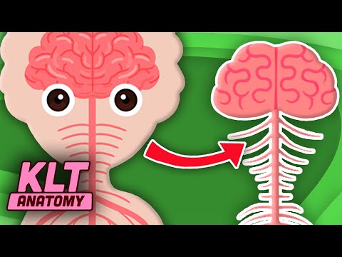 Get To Know YOUR Central Nervous System! | KLT Anatomy