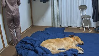 Whenever my sister comes home, we always sleep together. [Golden Retriever Japan]