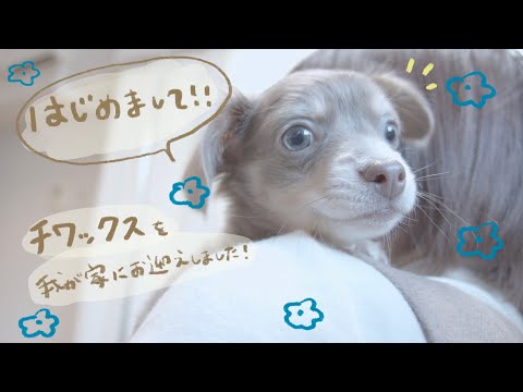 チワックスを我が家にお迎えしました！= 夢の多頭飼い =