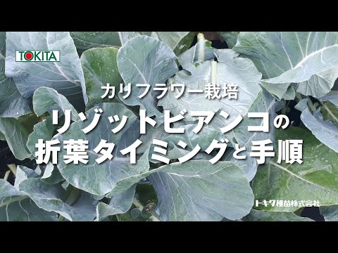 「カリフラワー」の花蕾を栽培中の日焼けや霜から守る。リゾットビアンコで紹介する折葉処理のタイミングと手順解説（1分）