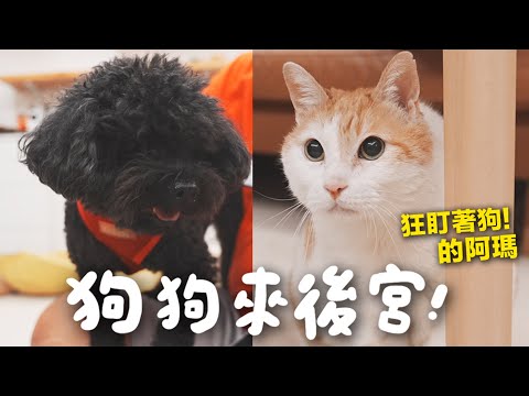 【黃阿瑪的後宮生活】狗狗來後宮！阿瑪狂盯著狗！