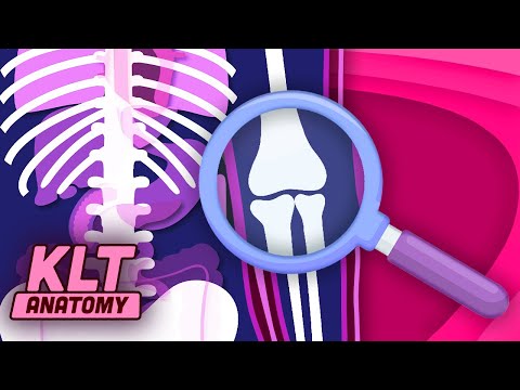 Where Is Your Funny Bone?! | The Funny Bone Song| KLT Anatomy