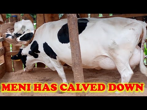 Meni has calved down