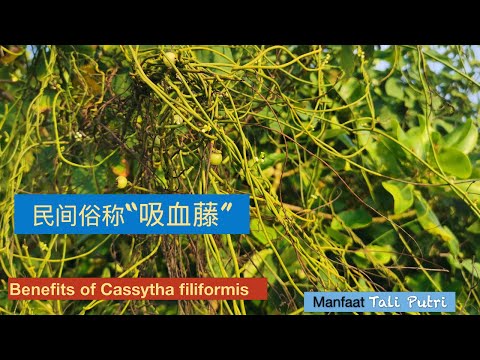 无根无叶的寄生植物（无根藤）民间俗称“吸血藤”。Benefits of Cassytha filiformis。Manfaat Tali Putri