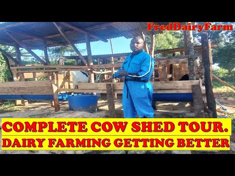 Complete cow shed Construction Project 2024