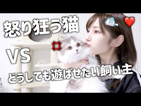 【喧嘩勃発】ウル＆イズにキャットタワープレゼントしたら喧嘩売られた