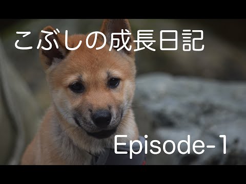 【こぶしの成長日記】Episode-1