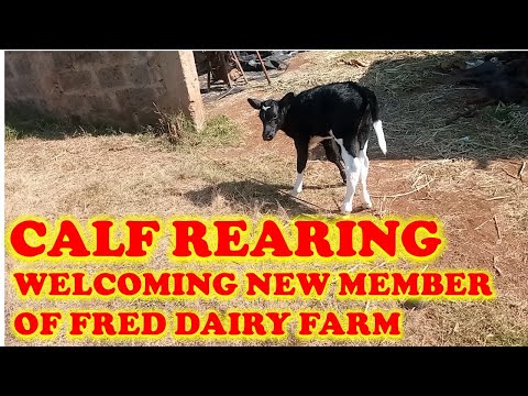 Calf Rearing