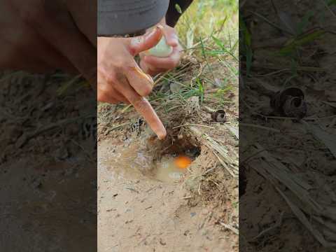 Simply Idea But Useful With Crab in Hole #survival #bushcraftsurvival #outdoors #camping