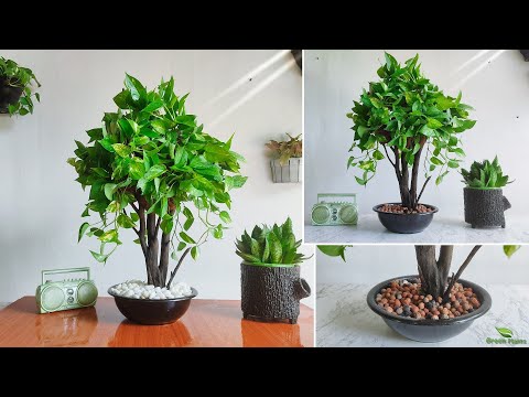 Money Plant Makeover From Vine to Tree Style-Money Plant Tree | Money Plant Decoration//GREEN PLANTS