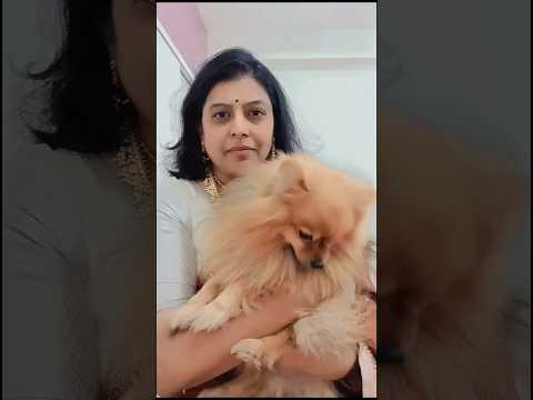 Miss Ayye Chance Ye Ledu ❤️ #pomeranian #love #doglover #trending #dialogue #shorts @Ranivlogs1983