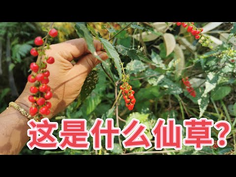 數珠珊瑚它的果红色那么美，你说吃了会怎么样？ Rivina Humilis Health Benefits。Manfaat Getih-getihan。