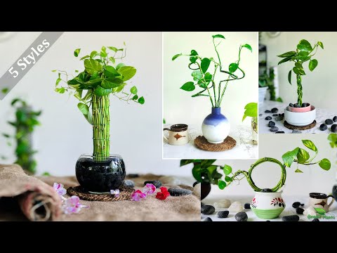 5 Growing Styles For Money Plant | Money plant interior Decoration | Money Plant Ideas//GREEN PLANTS