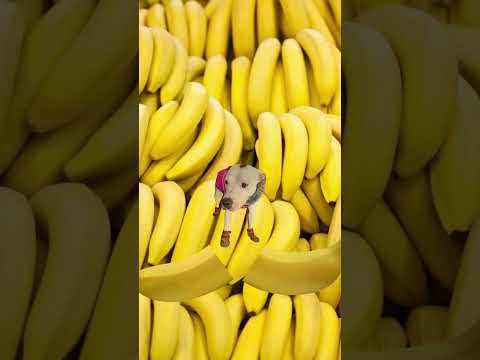 EZ_Zola banana #ezfam #zola #doglover  #funny #funnypets #petdogs #funnyshorts #banana