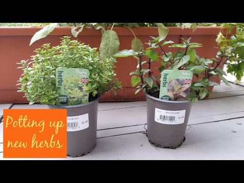 Potting up new herbs ~ Chocolate Mint & Thyme ~ Herb Garden