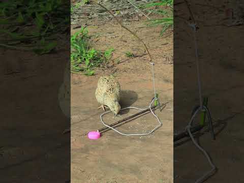 Action Quail Trap Processing #yutubeshorts #shortvideo #shorts