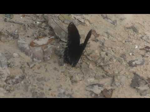 Beautiful butterfly Fluttering Away at a park i went to.