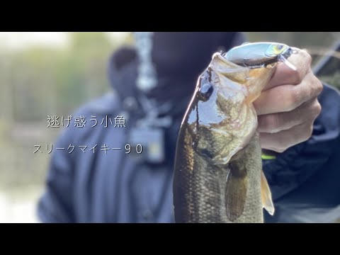 逃げ惑うスリークマイキー９０(バス釣り）